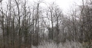 Soğuk ve sisli bir günde, kışın kar olmadan orman