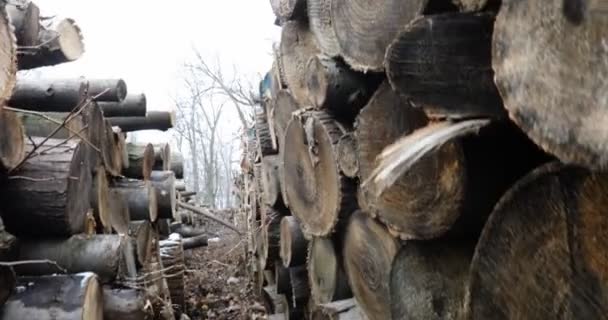 Grúa Cámara Disparada Entre Dos Pilas Troncos Apilados Junto Bosque — Vídeos de Stock