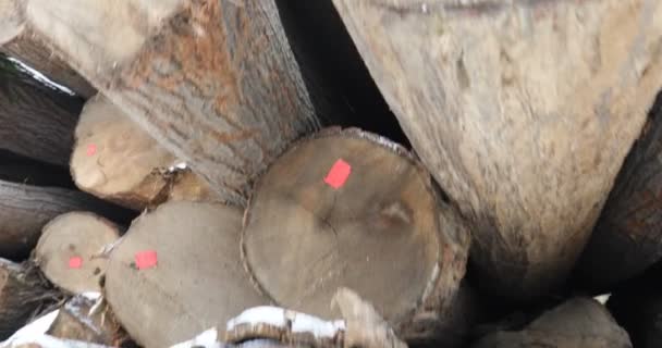 Камера Кран Снимок Большой Кучи Вырубленных Деревьев Рядом Лесом Тумане — стоковое видео