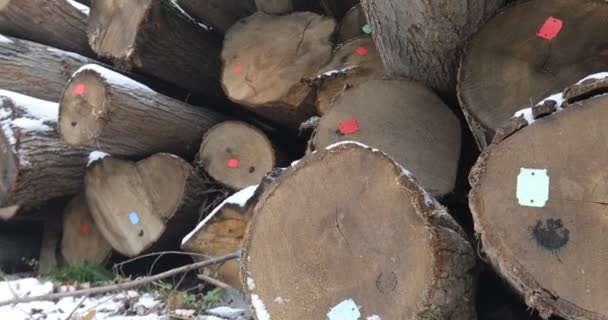 Камера Кран Снимок Большой Кучи Отмеченных Вырубленных Деревьев Рядом Лесом — стоковое видео
