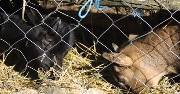 Two Small Goats Eat Hay Wire Fence — Stock Video