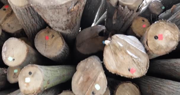 在一个雾蒙蒙的冬日 在森林旁边的大堆有标记的砍树上 摄像起重机拍摄了下来 — 图库视频影像
