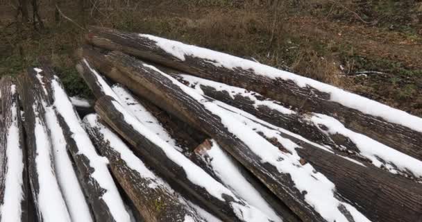 Captura Grúa Cámara Troncos Árboles Talados Bosque Invierno Parcialmente Cubierto — Vídeo de stock