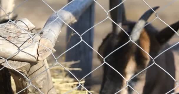 Een Kleine Geit Eet Hooi Een Voederplaats Close Shot — Stockvideo