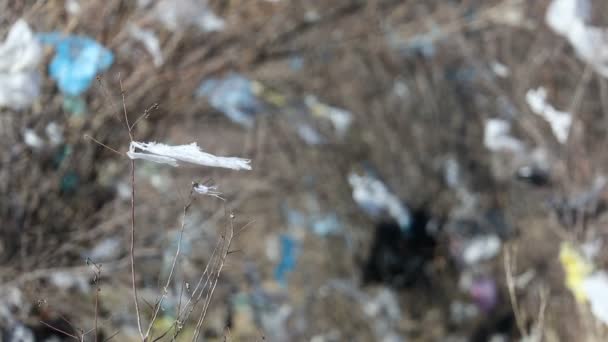 Torn Plastic Bags Branches Change Focus — 图库视频影像