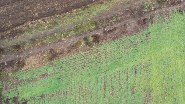 Volo Sui Campi Agricoli Con Frumento Verde Giovane Pronto Semina — Video Stock