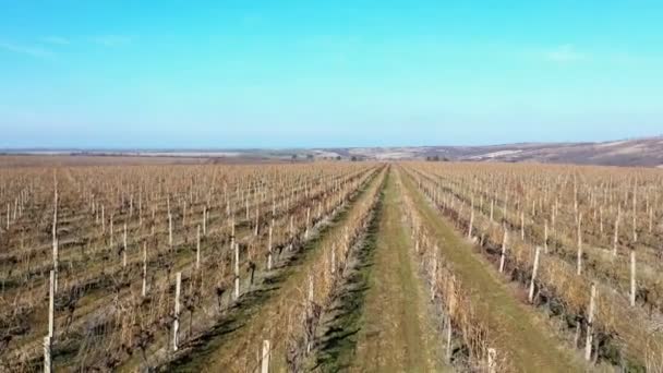 Drone Shot Vineyards Sunny Winter Day — Stock Video