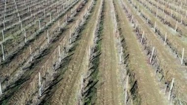 Güneşli bir günde kışın üzüm bağının üzerinden uçmak - alçak irtifada yavaşça ilerlemek