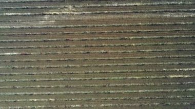 Üzüm tarlalarının üstündeki hava görüntüsü - yukarıdan çekilmiş