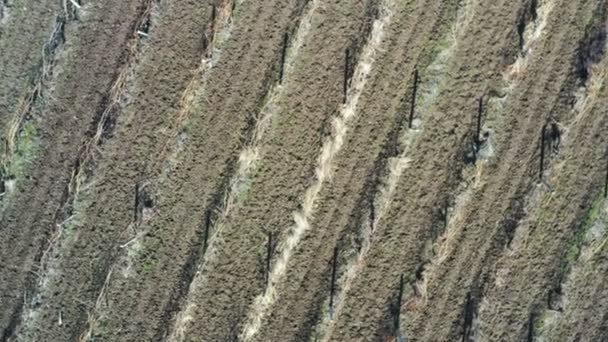Vol aérien au-dessus des vignobles - drone se déplaçant vers la droite 