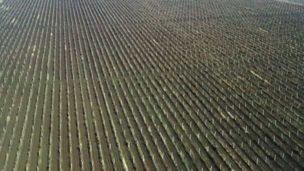 Grandes Plantaciones Viñedos Marzo Top Tiro Desde Avión Tripulado Hermoso — Vídeos de Stock