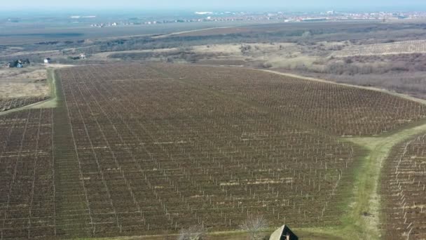 Maison Blanche Vignoble Dans Vignoble Coup Drone Reculant — Video