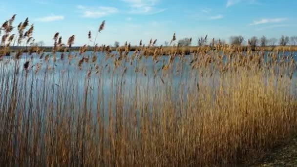 Pequeno Lago Nos Juncos Field Tracking Shot Natural Relaxar Fundo — Vídeo de Stock