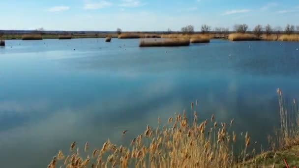 Маленькое Озеро Окружении Тростника Выстрел Дрона Приближается Яркий Солнечный День — стоковое видео