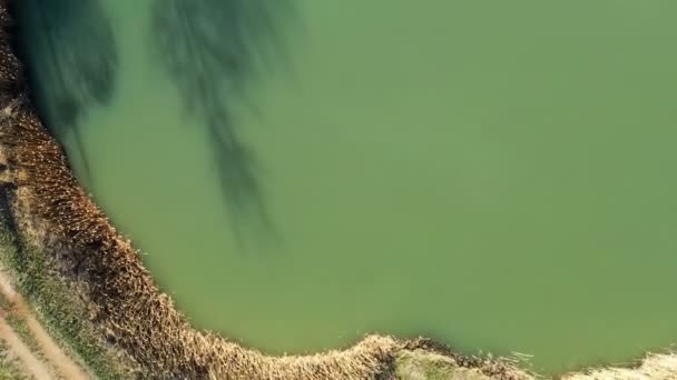 Vzdušný Výhled Jezero Zelenou Vodou Nepřístupný Břeh Rákosím — Stock video