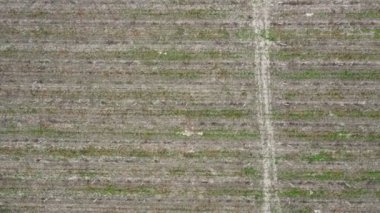 İlkbaharda üzüm bağının havadan görünüşü. İHA hareket ediyor
