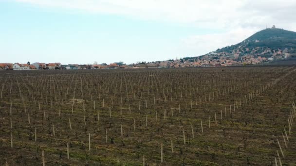 Vineyard Drone Shot March Aerial View Hills City — Stock Video