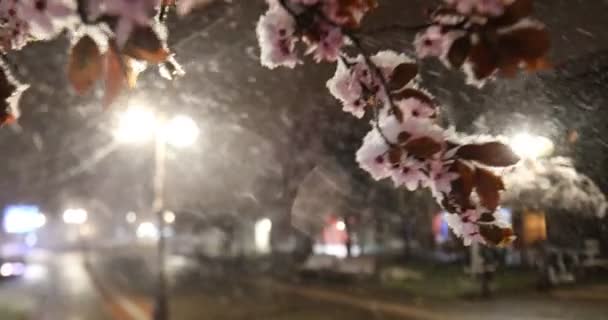 春天的雪 在空旷的城市广场上开满了开花的树 夜晚因病毒感染而被禁飞 — 图库视频影像