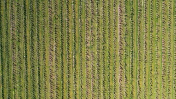 Aerial Top View Apples Orchard Apples Orchard Texture Forest View — Stock Video