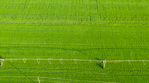 Sistema Riego Gran Campo Verde Vista Superior Tiro Dron Agricultura — Vídeo de stock