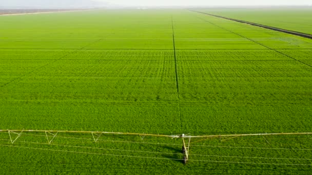 無限の緑の畑の灌漑システム春に撮影された空中ドローン — ストック動画