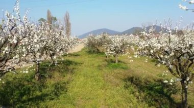 Yol kenarındaki küçük bir meyve bahçesinde çiçek açan ağaçlar. Hareketli çekim.