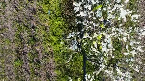 Overhead Shot Puiden Täydessä Kukassa Flower Drone Antenni Laukaus Eteenpäin — kuvapankkivideo