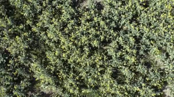 Top View Vlucht Boven Het Koolzaad Veld Met Bloeiende Bloemen — Stockvideo