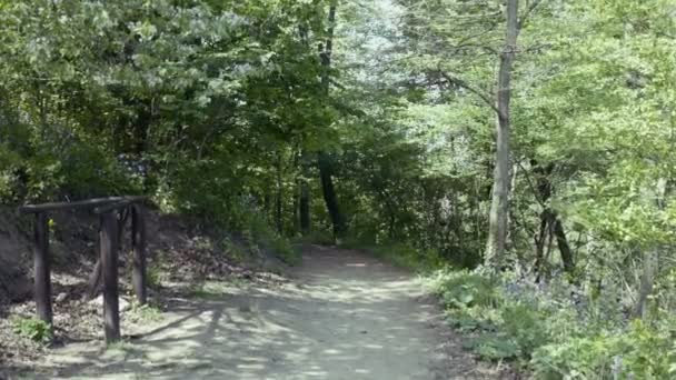 Langsame Kamerafahrt Auf Pfad Wald — Stockvideo