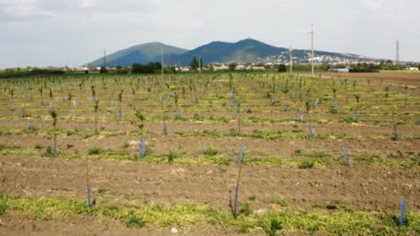 Sobrevoe Árvores Frutíferas Jovens Uma Estação Primavera Pomar Tiro Movimento — Vídeo de Stock