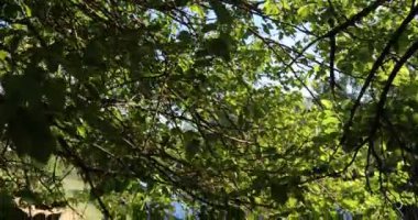 Kırsal bir gölün kıyısındaki kumlu bir sahildeki ağaçtan çekilen bir vinç görüntüsü.