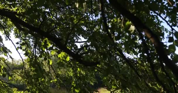 田舎の湖で砂浜の木の天蓋から発射されたクレーン — ストック動画