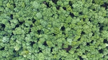 Basket sahası olan sık bir ormana kuşun bakış açısı