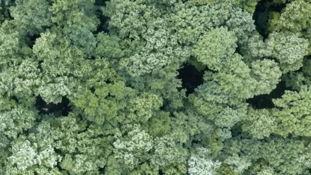 Безпілотний Постріл Товстого Лісу Постріл Зверху Безпілотник Рухається Праворуч — стокове відео