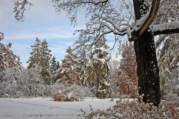 Χιονισμένο πάρκο στην ηλιόλουστη μέρα — Φωτογραφία Αρχείου