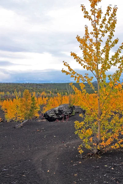 Piante che crescono sulle scorie — Foto Stock