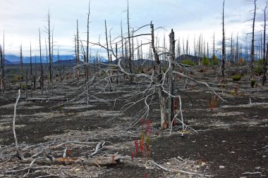Kamçatka Yarımadası 'ndaki ölü orman. Rusya