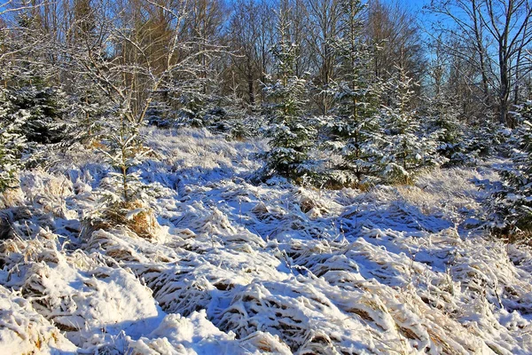 Bosque en invierno — Foto de Stock