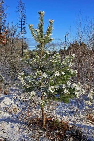 Bosque en invierno — Foto de Stock