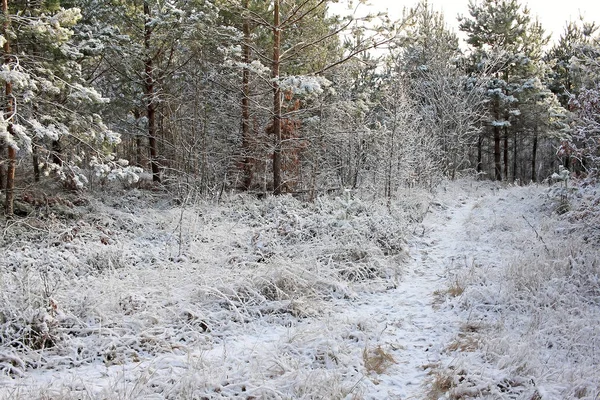 Bosque en invierno — Foto de Stock