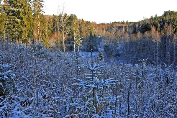 В зимовому лісі — стокове фото