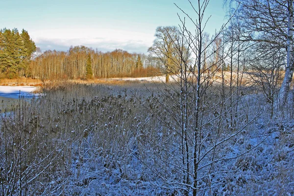 Forêt en hiver — Photo