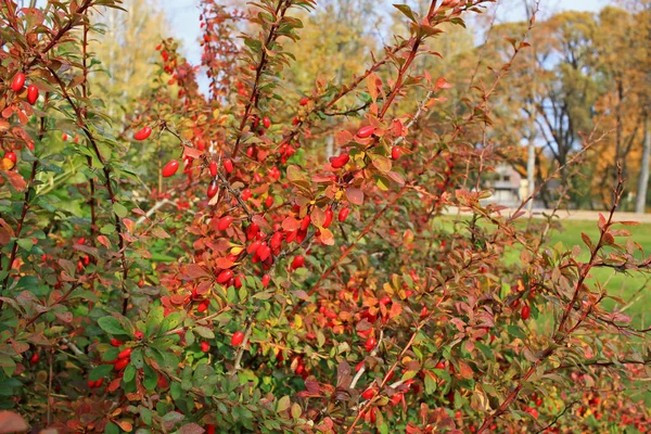 Böğürtlen (Berberis vulgaris) özellikle dekoratiftir.
