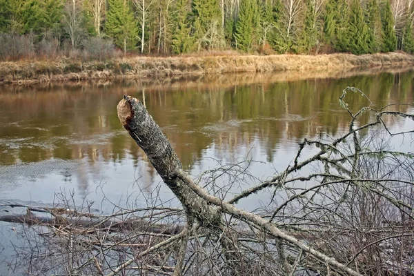 Gauja Nehri Letonya — Stok fotoğraf