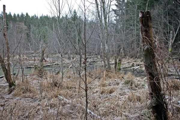 Erdő a Gauja folyó közelében Lettországban — Stock Fotó