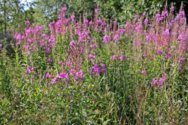 Rosebay Willowherb veya Fireweed