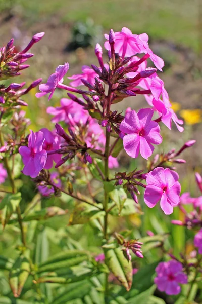 Phlox fleurs — Photo