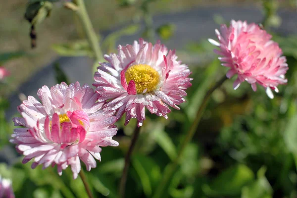 Bellis Perennis Flores — Fotografia de Stock