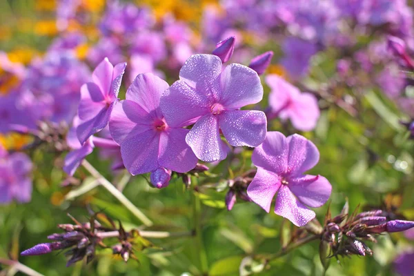 Phlox flores — Fotografia de Stock