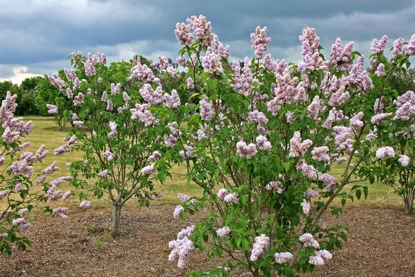 Arbustos Lilás Florescente Dia Maio — Fotografia de Stock